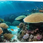 모잠비크의 해양 생태계 보존 노력 - **A Vibrant Underwater Sanctuary in Mozambique**
    A breathtaking, pristine underwater scene in th...